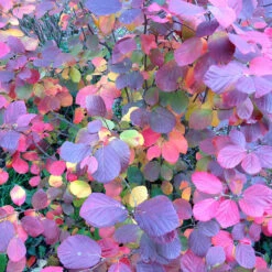 Legend Of The Fall® Bottlebrush 11 Legend Of The Fall® Bottlebrush -Green Haven Shop Fothergilla Legend of the Fall 4 P