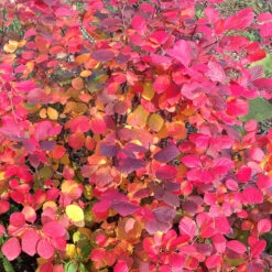 Legend Of The Fall® Bottlebrush 12 Legend Of The Fall® Bottlebrush -Green Haven Shop Fothergilla Legend of the Fall 5 P