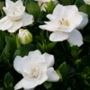 Steady As She Goes™ Gardenia 2 Steady As She Goes™ Gardenia -Green Haven Shop Gardenia Steady As She Goes 2