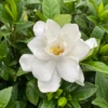 Pillow Talk® Gardenia 1 Pillow Talk® Gardenia -Green Haven Shop GardeniaPillowTalkIMG 1856 1080x1080 7f1d5fb