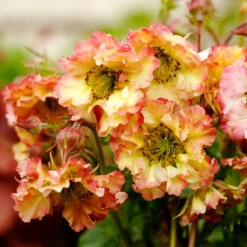 Pretticoats™ Peach Geum -Green Haven Shop Geum Pretticoats Peach 6