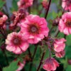 Tempo™ Rose Geum 1 Tempo™ Rose Geum -Green Haven Shop Geum Tempo Rose 3