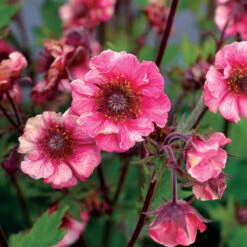 Tempoâ„¢ Rose Geum
