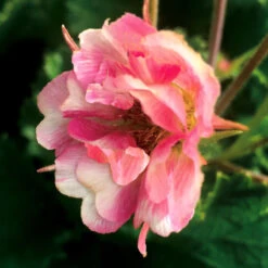 Tempo™ Rose Geum -Green Haven Shop Geum Tempo Rose 5