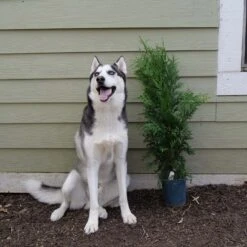 'Green Giant' Arborvitae/Thuja -Green Haven Shop Great garden plants green giant arborvitae 544ba6cb 2aa2 48b6 a69f f2045670184d sw