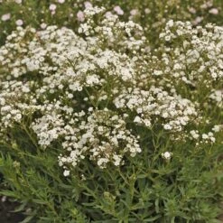 Festival Star® Baby's Breath -Green Haven Shop Gypsophila Festival Star 4 P sw