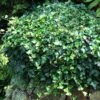 English Ivy -Green Haven Shop HEDERA THORNDALE 3 sw
