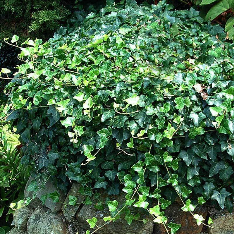 English Ivy 3 English Ivy