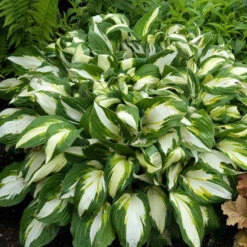 'Vulcan' Hosta -Green Haven Shop HOSVU1Q 1
