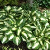 'Vulcan' Hosta -Green Haven Shop HOSVU1Q 2