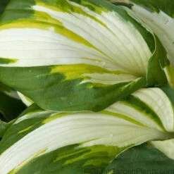 'Vulcan' Hosta -Green Haven Shop HOSVU1Q 3