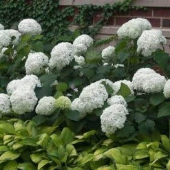 'Annabelle' Smooth Hydrangea -Green Haven Shop HYDAN2Q 3 92ce70b0 bc0b 493b 8557 222132210705 sw