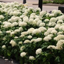 'Annabelle' Smooth Hydrangea -Green Haven Shop HYDAN2Q 7 f9692af7 6a01 4a75 a9a9 6632c0969fd7 sw