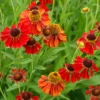 'Moerheim Beauty' Sneezeweed 2 'Moerheim Beauty' Sneezeweed -Green Haven Shop HeleniumMoerheimBeauty 080702gbv075