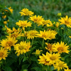 Tuscan Gold™ False Sunflower 10 Tuscan Gold™ False Sunflower -Green Haven Shop Heliopsis Tuscan Gold 2 P