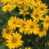 Tuscan Gold™ False Sunflower 1 Tuscan Gold™ False Sunflower -Green Haven Shop Heliopsis Tuscan Gold 3 P