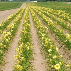 Rainbow Rhythm® 'Going Bananas' Daylily 9 Rainbow Rhythm® 'Going Bananas' Daylily -Green Haven Shop Hemerocallis Going Bananas 1 P