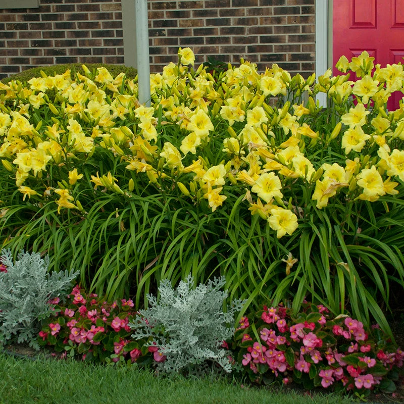 Rainbow Rhythm® 'Going Bananas' Daylily 6 Rainbow Rhythm® 'Going Bananas' Daylily - Image 4