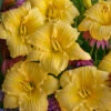 Rainbow Rhythm® 'Going Bananas' Daylily -Green Haven Shop Hemerocallis Going Bananas 3 P
