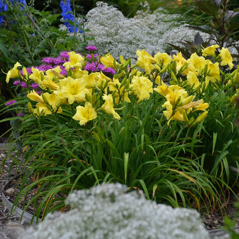 Rainbow Rhythm® 'Going Bananas' Daylily 4 Rainbow Rhythm® 'Going Bananas' Daylily - Image 2