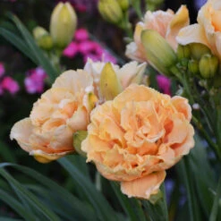 Rainbow Rhythm® 'Siloam Peony Display' Daylily -Green Haven Shop Hemerocallis Siloam Peony Display 2 P