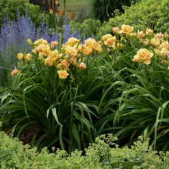Rainbow Rhythm® 'Siloam Peony Display' Daylily -Green Haven Shop Hemerocallis Siloam Peony Display 4 P