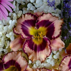 Rainbow Rhythm® 'Sound Of My Heart' Daylily -Green Haven Shop Hemerocallis Sound of My Heart 1 P