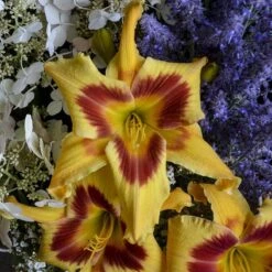 Rainbow Rhythm® 'Tiger Swirl' Daylily -Green Haven Shop Hemerocallis Tiger Swirl 1 P sw