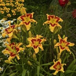 Rainbow Rhythm® 'Tiger Swirl' Daylily -Green Haven Shop Hemerocallis Tiger Swirl 3 P sw