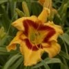 Rainbow Rhythm® 'Tiger Swirl' Daylily -Green Haven Shop Hemerocallis Tiger Swirl 4 P sw