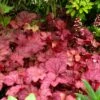 'Berry Smoothie' Coral Bells -Green Haven Shop Heuchera Berry Smoothie 1