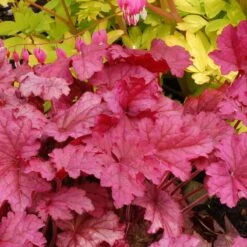 'Berry Smoothie' Coral Bells -Green Haven Shop Heuchera Berry Smoothie 3