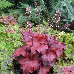 'Fire Alarm' Coral Bells -Green Haven Shop Heuchera Fire Alarm 1 P 350cde67 c50e 4b90 ab98 8190365a9f1f sw