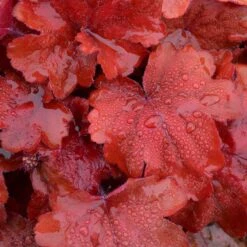 'Fire Alarm' Coral Bells -Green Haven Shop Heuchera Fire Alarm 3 P sw