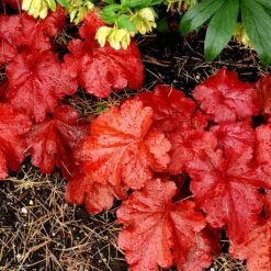 'Fire Alarm' Coral Bells -Green Haven Shop Heuchera Fire Alarm 4 P sw