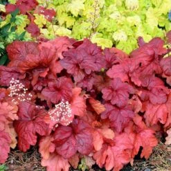 'Fire Alarm' Coral Bells -Green Haven Shop Heuchera Fire Alarm 6 P sw