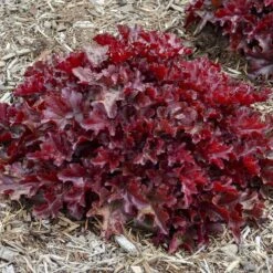 Dolce® 'Cherry Truffles' Coral Bells -Green Haven Shop Heuchera Cherry Truffles 1 P sw