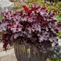 Dolce® 'Cherry Truffles' Coral Bells -Green Haven Shop Heuchera Cherry Truffles 2 P sw