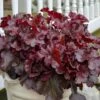 Dolce® 'Cherry Truffles' Coral Bells 1 Dolce® 'Cherry Truffles' Coral Bells -Green Haven Shop Heuchera Cherry Truffles 3 P sw