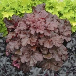 Primo® 'Mahogany Monster' Coral Bells