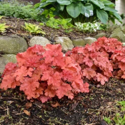 Primo® 'Peachberry Ice' Coral Bells -Green Haven Shop Heuchera Peachberry Ice 3 P