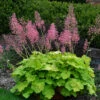 Primo® 'Pretty Pistachio' Coral Bells -Green Haven Shop Heuchera Pretty Pistachio 1 P