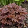 Fun And Games® 'Hopscotch' Foamy Bells -Green Haven Shop Heucherella Hopscotch 1 P sw