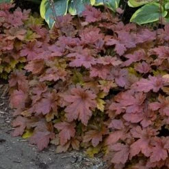 Fun And Games® 'Hopscotch' Foamy Bells -Green Haven Shop Heucherella Hopscotch 3 P sw