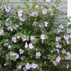 Azurri Blue Satin® Rose Of Sharon -Green Haven Shop Hibiscus Azurri Blue Satin 3 P 0606f6d2 6998 4f8a 9b0b 871820dea8a7 sw