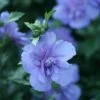 Blue Chiffon® Rose Of Sharon -Green Haven Shop Hibiscus Blue Chiffon 1 P fc30eb0e cbc8 4236 b496 2223ee7cebe9 sw