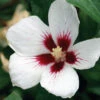 Lil' Kim® Rose Of Sharon -Green Haven Shop Hibiscus Lil Kim 1