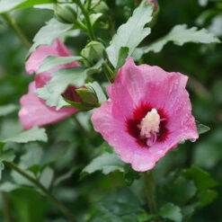 Lil' Kim® Red Rose Of Sharon -Green Haven Shop Hibiscus Lil Kim Red 1