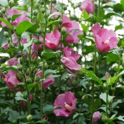 Lil' Kim® Red Rose Of Sharon -Green Haven Shop Hibiscus Lil Kim Red 2