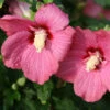 Lil' Kim® Red Rose Of Sharon -Green Haven Shop Hibiscus Lil Kim Red 3